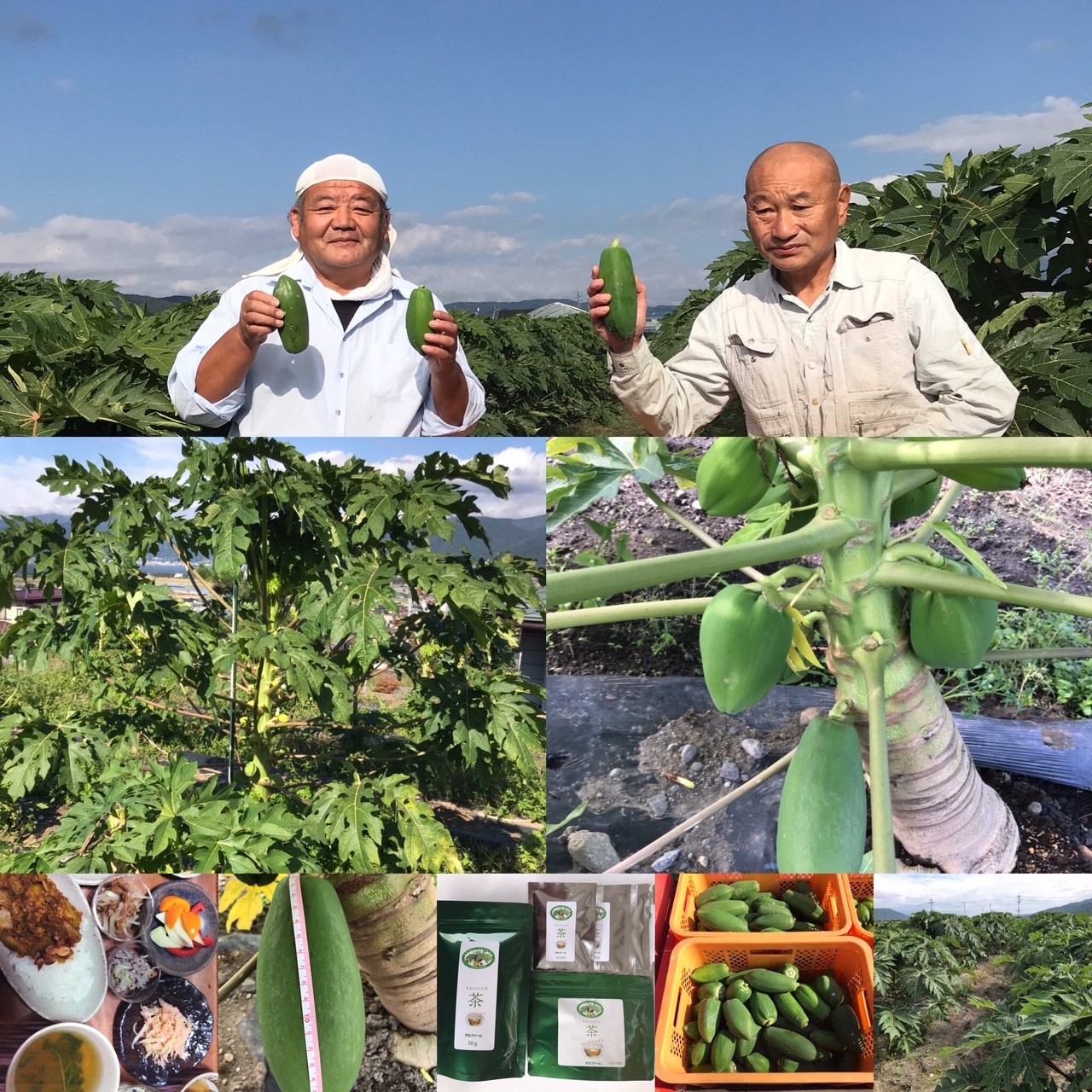 パパイヤ茶の効能とは