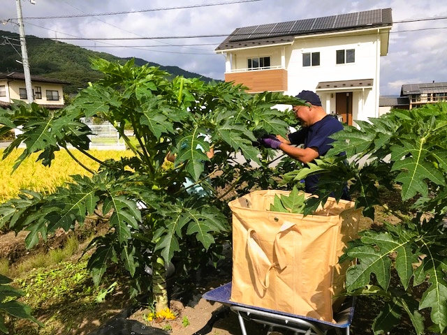 パパイヤ茶の効能とは